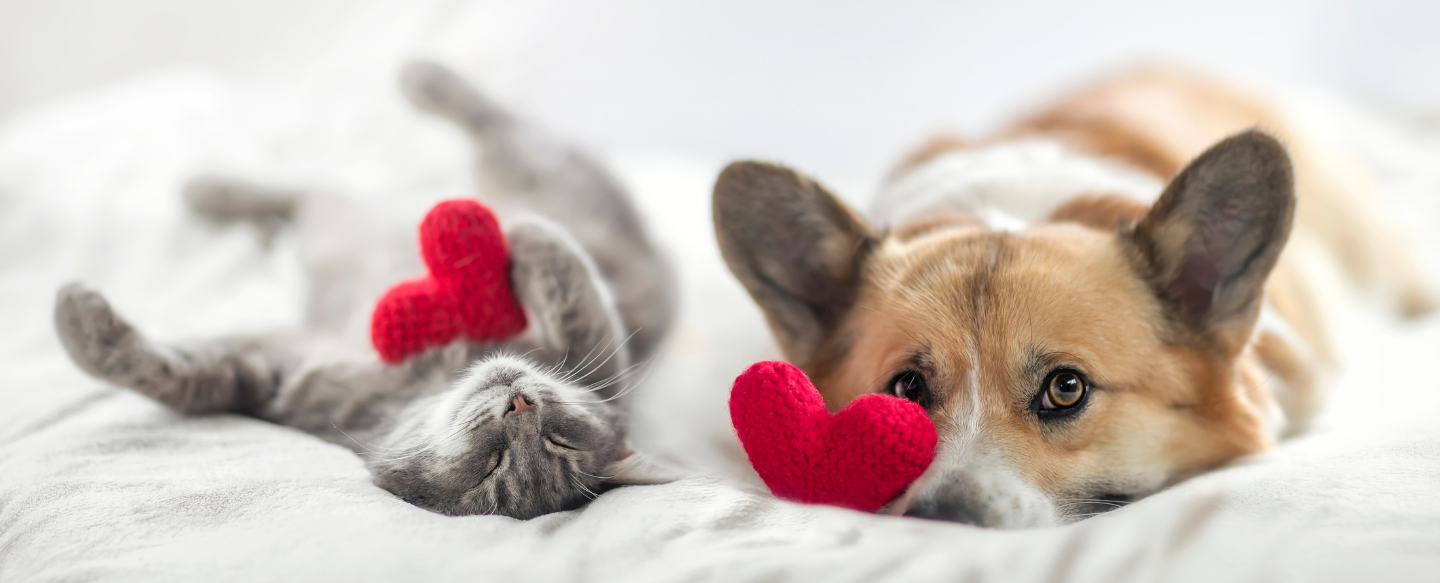 BYOV - Be Your Own Valentine
