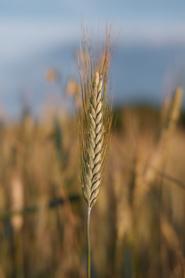 Why Choose Whole Grains