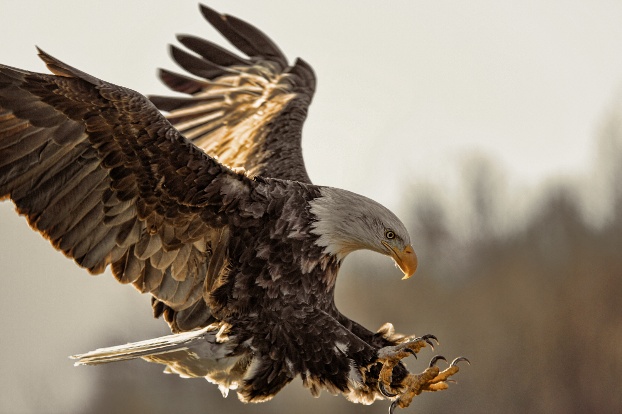 The Eagle by Alfred Lord Tennyson