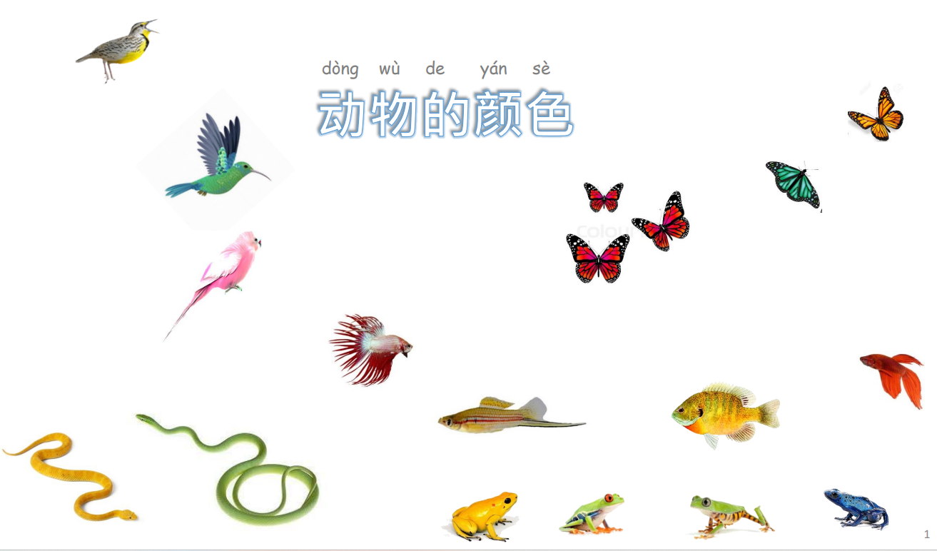 Unit 6: Animals 动物