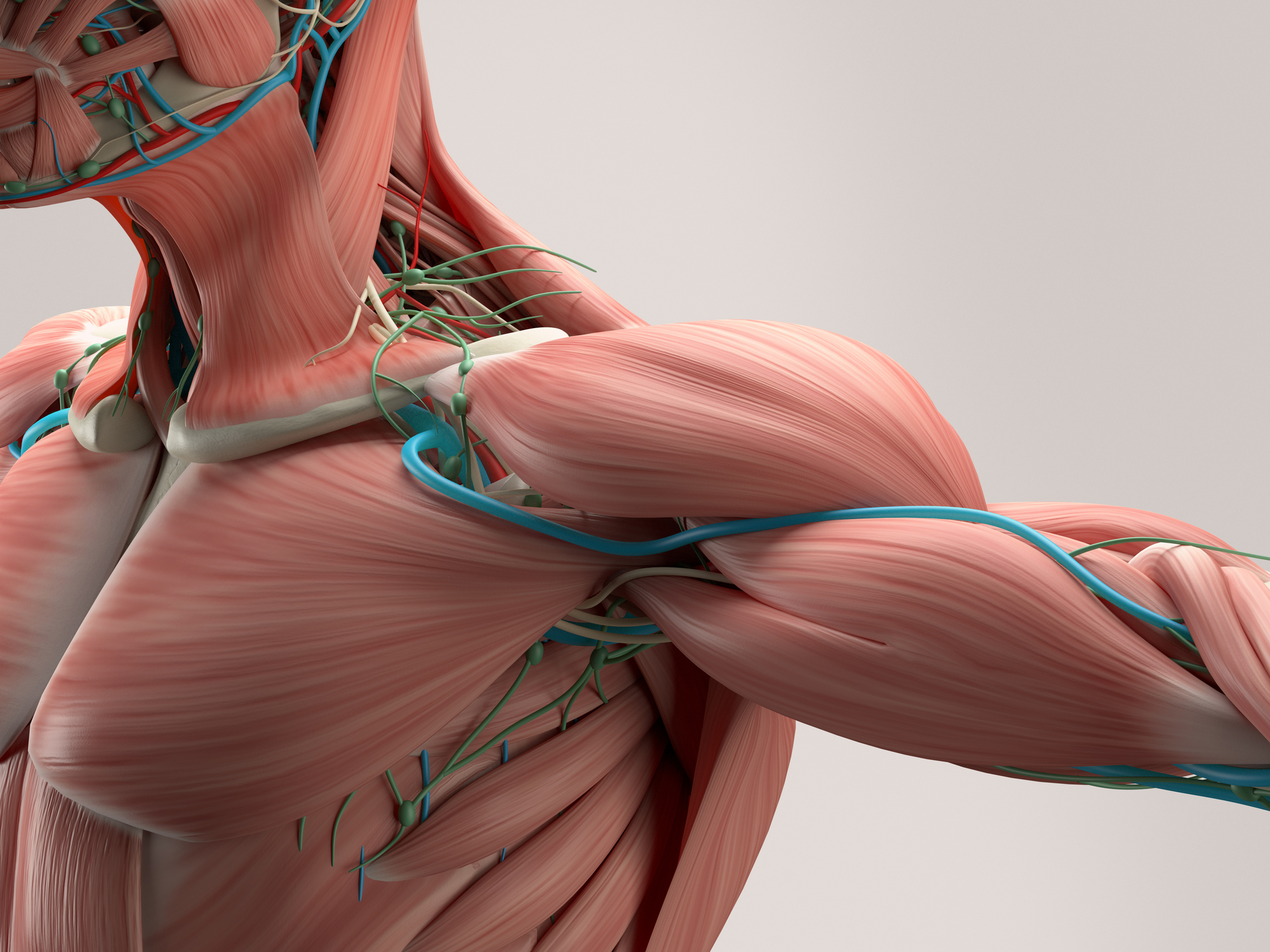 Body Organs