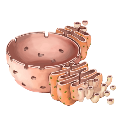Cell Organelles