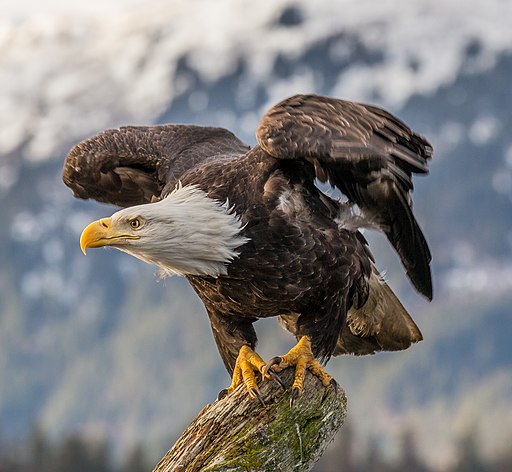 Symbols of the United States: Primary Source Set