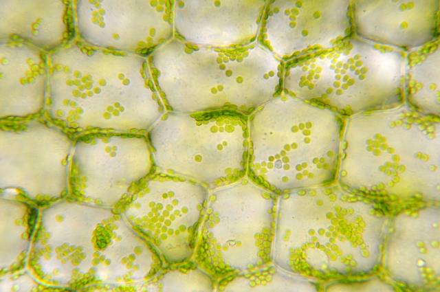 Parts of the Cell – Plants vs. Animals - Legends of Learning