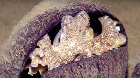 Octopus Tool-Use