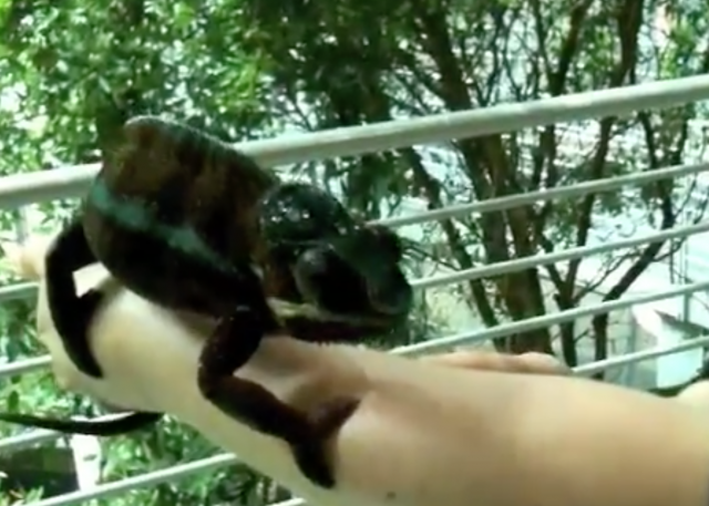 Panther Chameleon