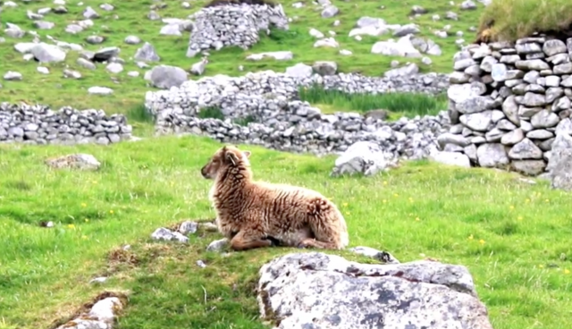 Shrinking Sheep