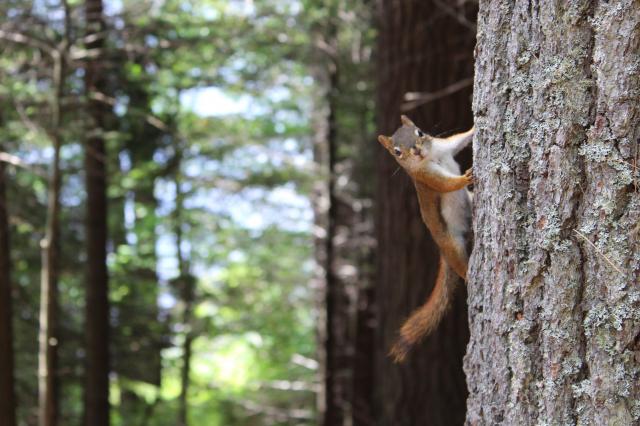 5 Most Common Rodents In North America