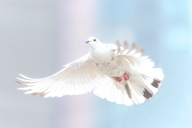 Voices for Peace: Nonviolent Strategies for Change