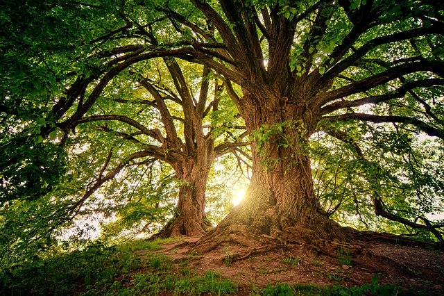 The giving back to nature challenge